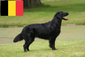 Přečtete si více ze článku Chovatelé Flat Coated Retrieverů a štěňat v Belgii