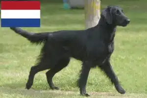 Přečtete si více ze článku Chovatelé flat coated retrieverů a štěňat v Nizozemsku