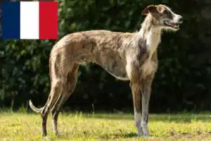 Přečtete si více ze článku Chovatelé a štěňata Galgo Espanol ve Francii