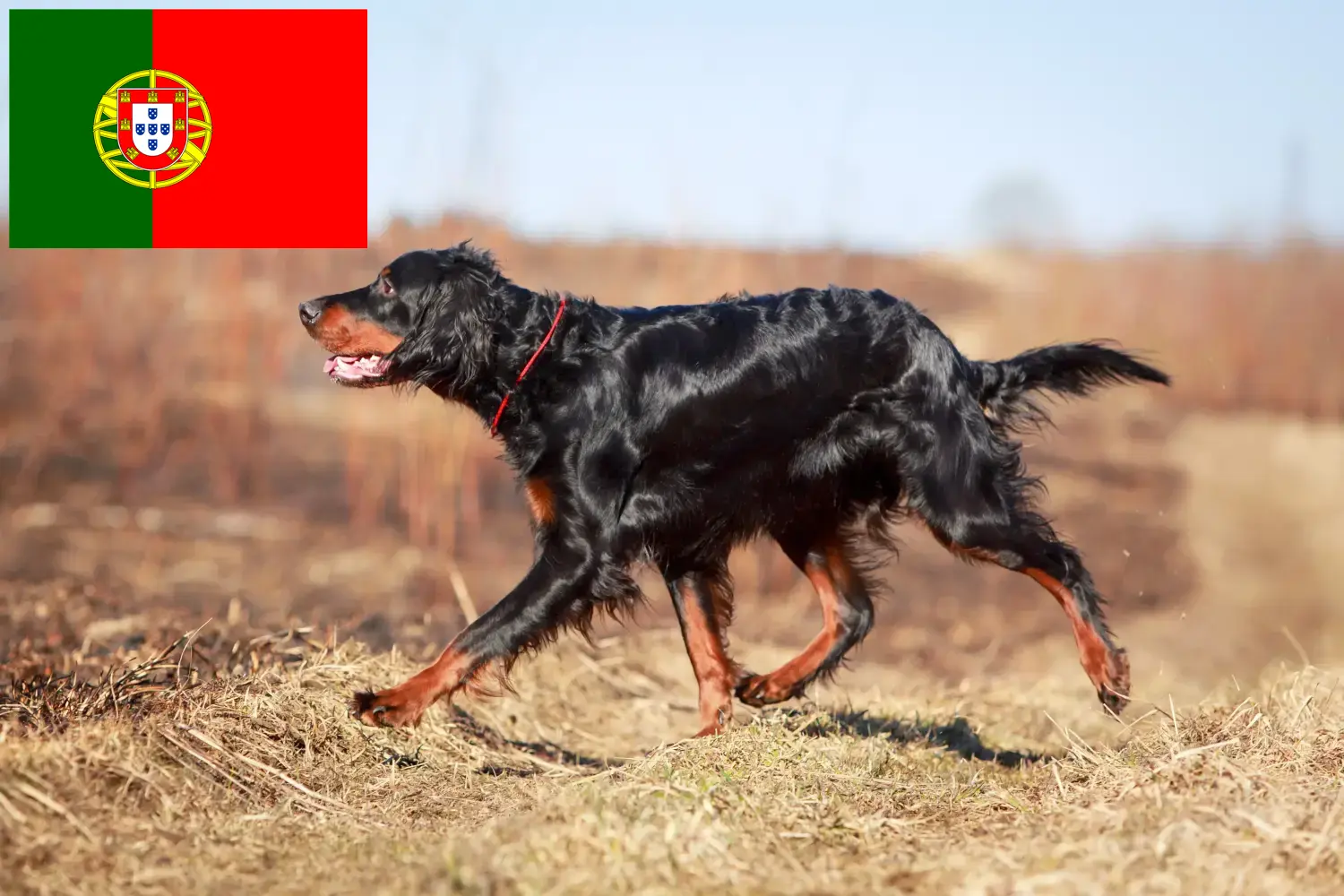 Přečtete si více ze článku Chovatelé gordonsetrů a štěňata v Portugalsku