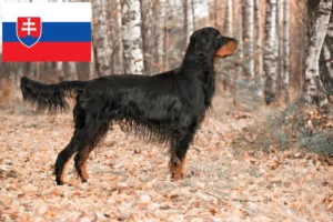 Přečtete si více ze článku Chovatelé gordonsetrů a štěňat na Slovensku