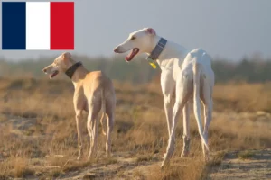 Přečtete si více ze článku Chart Polski chovatelé a štěňata ve Francii
