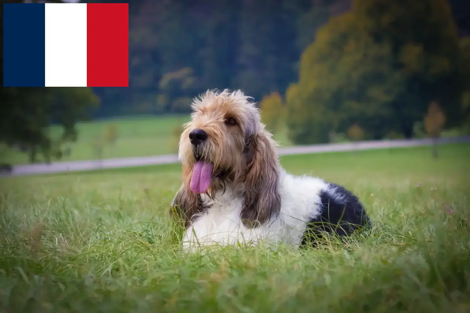 Přečtete si více ze článku Chovatelé a štěňata Grand Basset Griffon Vendéen ve Francii