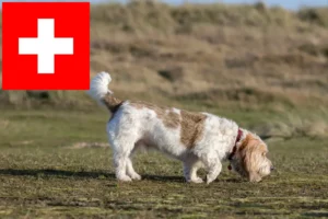 Přečtete si více ze článku Chovatelé a štěňata Grand Basset Griffon Vendéen ve Švýcarsku