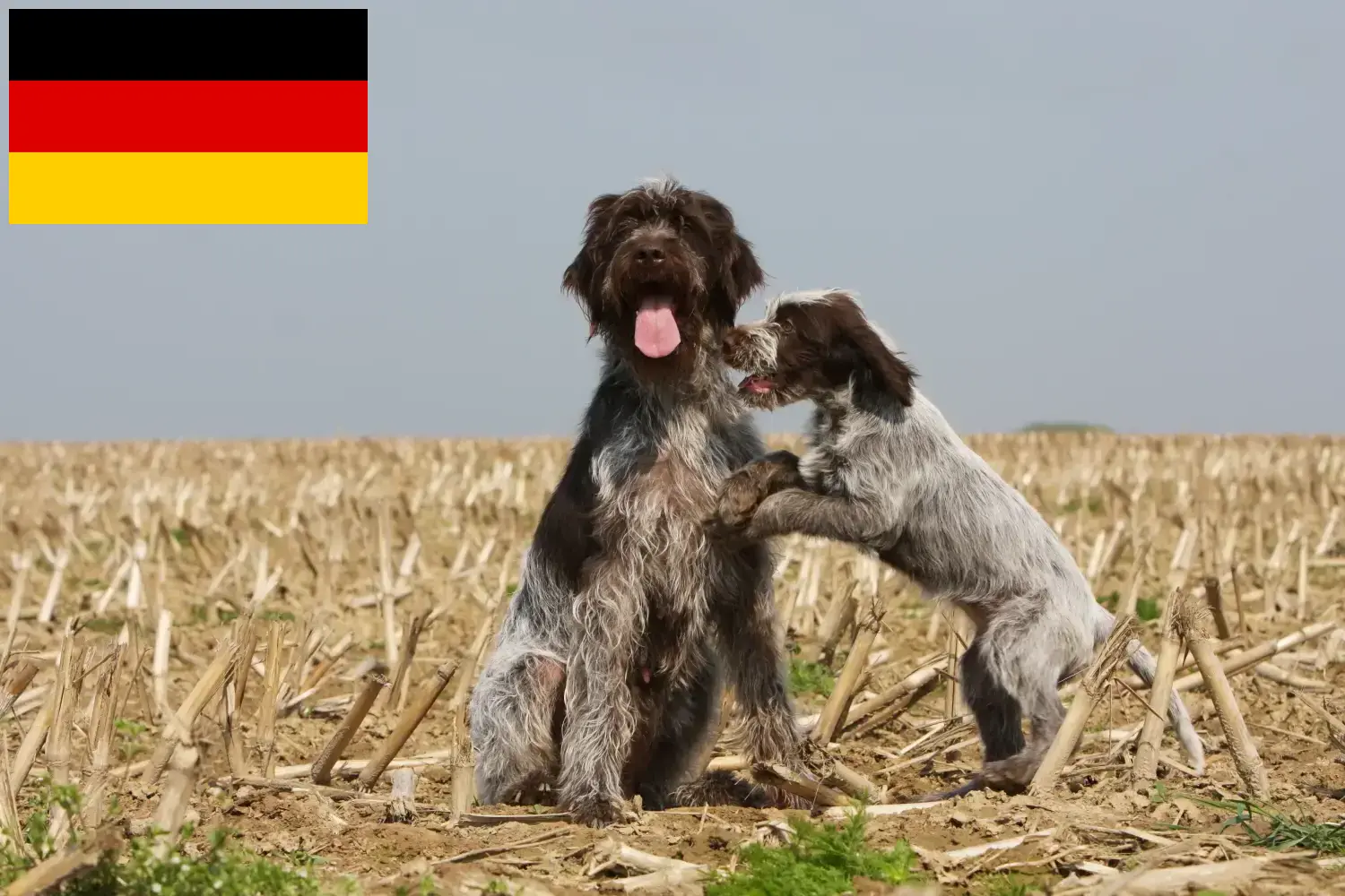 Přečtete si více ze článku Griffon d’arrêt à poil dur chovatelé a štěňata v Německu