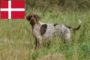 Přečtete si více ze článku Griffon d’arrêt à poil dur Chovatel a štěňata v Dánsku