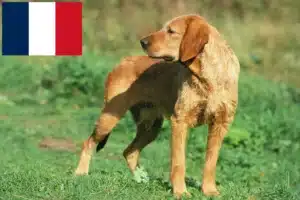 Přečtete si více ze článku Chovatelé a štěňata Griffon Fauve de Bretagne ve Francii