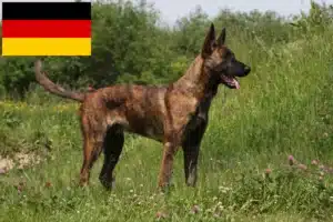 Přečtete si více ze článku Hollandse Herdershond chovatelé a štěňata v Německu