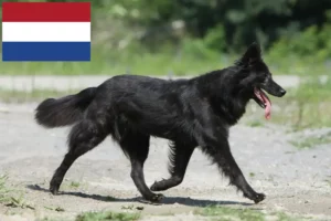 Přečtete si více ze článku Hollandse Herdershond chovatelé a štěňata v Nizozemsku