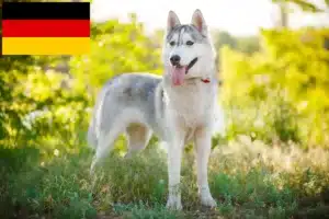 Přečtete si více ze článku Chovatelé huskyho a štěňata v Německu