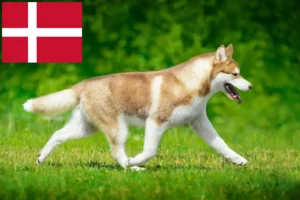 Přečtete si více ze článku Chovatelé huskyho a štěňata v Dánsku