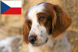 Přečtete si více ze článku Chovatelé irských červenobílých setrů a štěňat v České republice