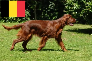 Přečtete si více ze článku Chovatelé irských červených setrů a štěňat v Belgii