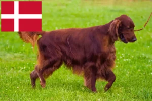 Přečtete si více ze článku Chovatelé irských červených setrů a štěňat v Dánsku