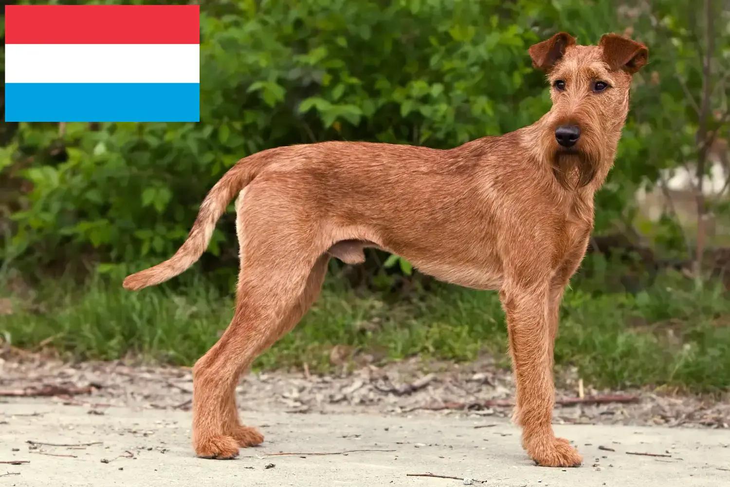 Štěňata a chovatelé irských teriérů Lucembursko Zde najdete chovatele irských teriérů v Lucembursku.
