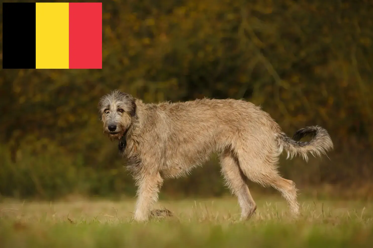Přečtete si více ze článku Chovatelé irských vlkodavů a štěňata v Belgii