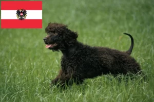 Přečtete si více ze článku Chovatelé irských vodních španělů a štěňat v Rakousku