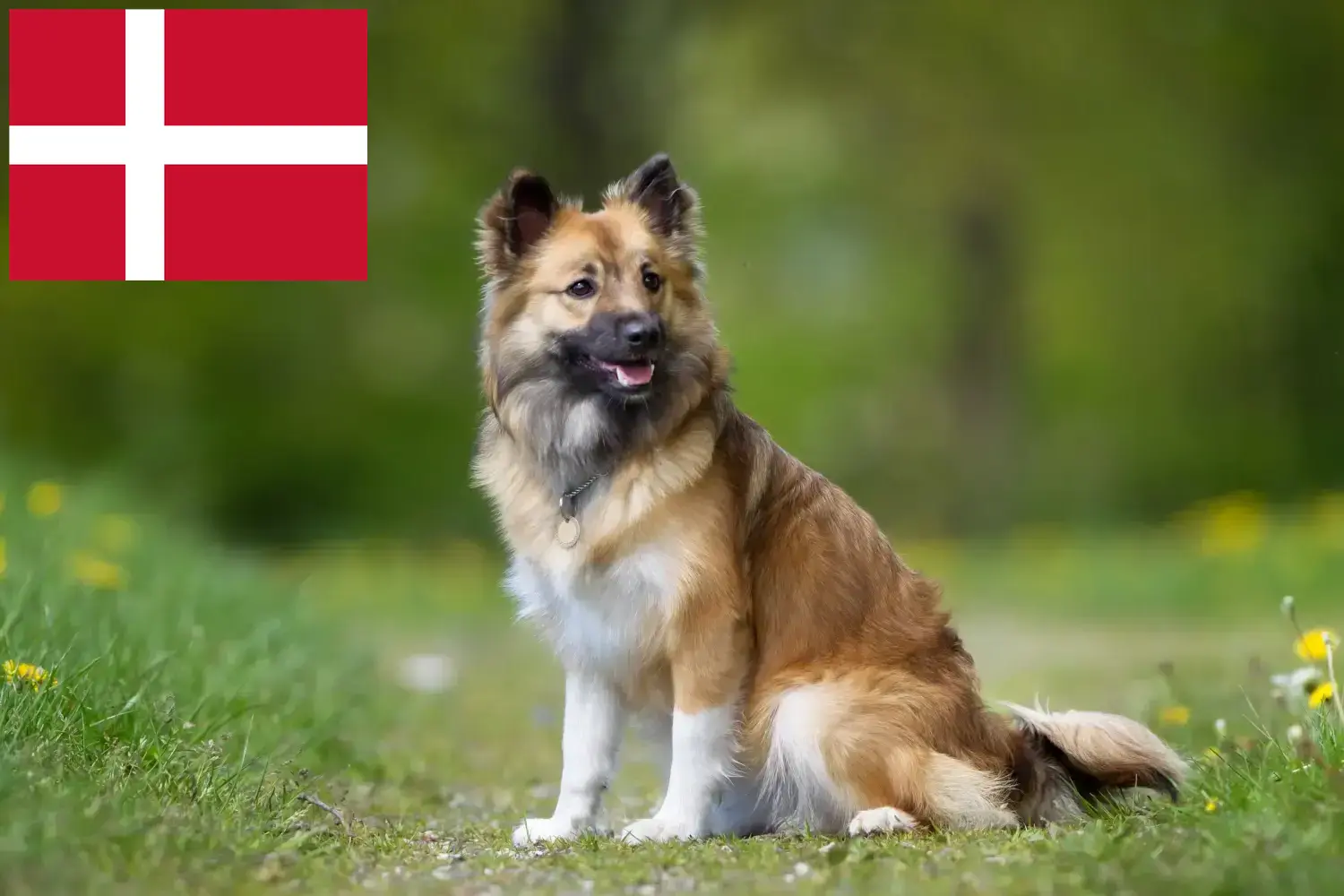 Štěňata islandských psů a chovatelé Dánsko Najděte chovatele islandských psů v Dánsku.