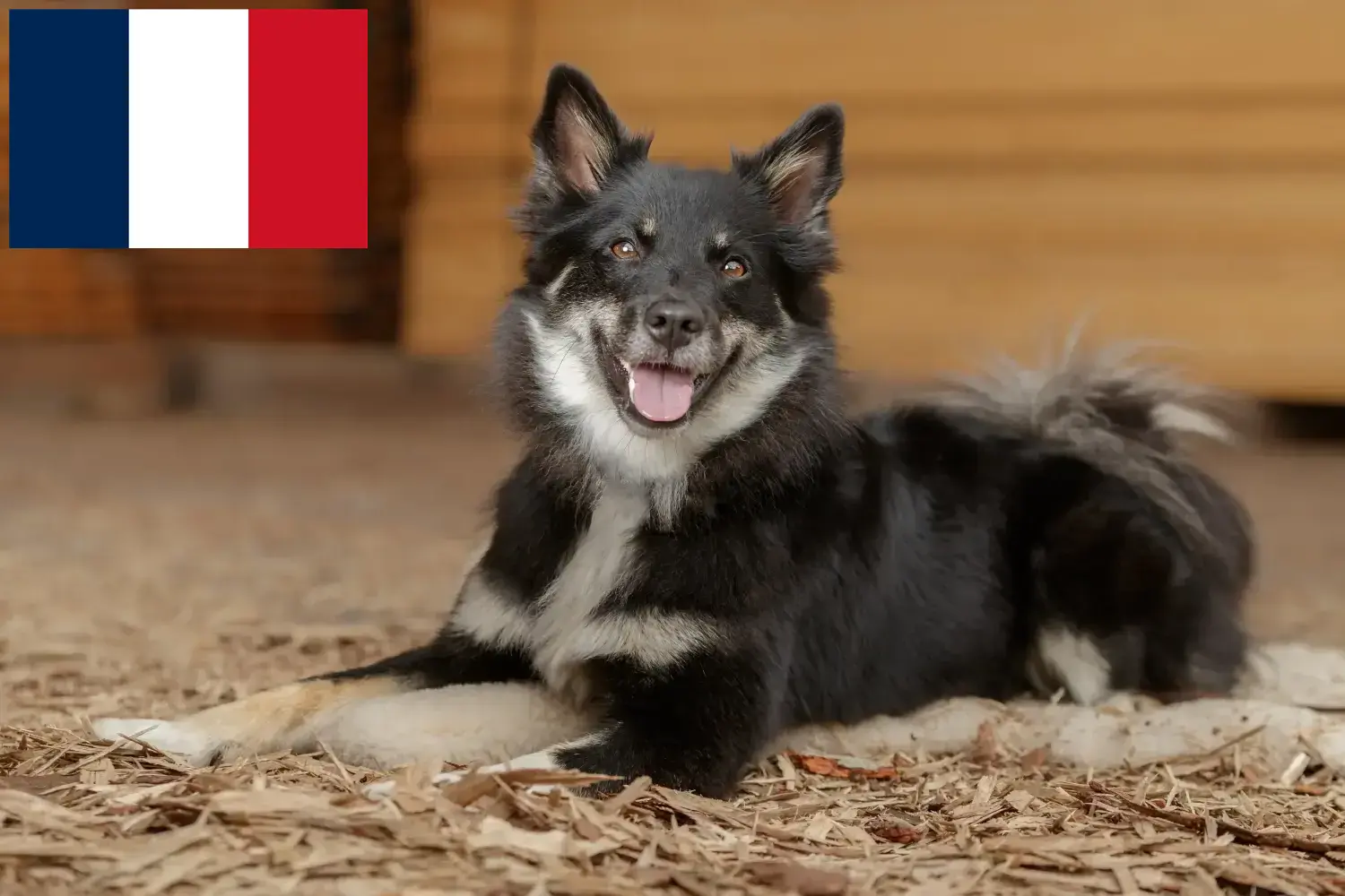Štěňata a chovatelé islandských psů Francie Najděte chovatele islandských psů ve Francii zde.