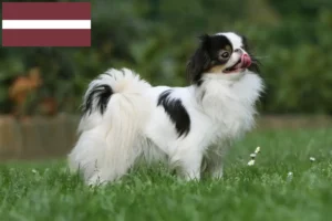 Přečtete si více ze článku Japan Chin chovatelé a štěňata v Lotyšsku