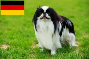 Přečtete si více ze článku Japan Chin chovatelé a štěňata v Německu