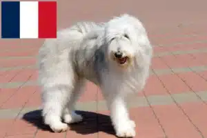 Přečtete si více ze článku Chovatelé ovčárků a štěňat z jižního Ruska ve Francii