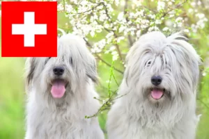 Přečtete si více ze článku Chovatelé a štěňata ovčárků z Jižního Ruska ve Švýcarsku