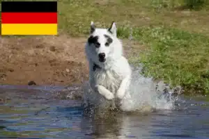 Přečtete si více ze článku Chovatelé kanadských eskymáckých psů a štěňat v Německu