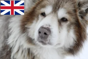 Přečtete si více ze článku Chovatelé kanadských eskymáckých psů a štěňat ve Velké Británii