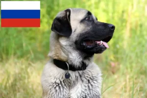 Přečtete si více ze článku Chovatelé a štěňata kangalů v Rusku