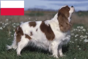 Přečtete si více ze článku Kavalír King Charles španěl chovatelé a štěňata v Polsku