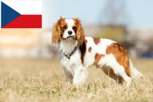 Přečtete si více ze článku Chovatelé kavalír king charles španělů a štěňat v České republice