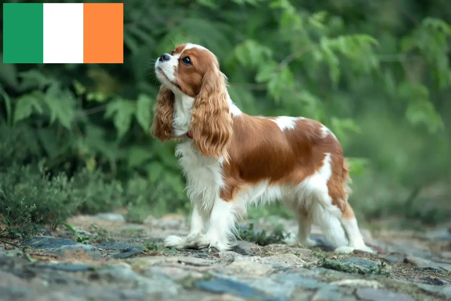 Kavalír King Charles španěl štěňata a chovatelé Irsko Najděte chovatele Cavalier King Charles Spaniels v Irsku.