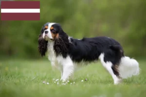 Přečtete si více ze článku Kavalír King Charles španěl chovatelé a štěňata v Lotyšsku