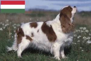 Přečtete si více ze článku Kavalír King Charles španěl chovatelé a štěňata v Maďarsku
