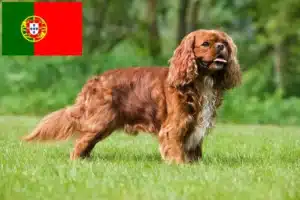 Přečtete si více ze článku Kavalír King Charles španěl chovatelé a štěňata v Portugalsku