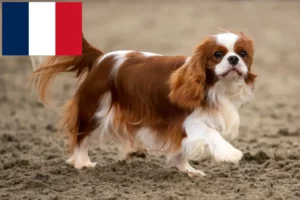 Přečtete si více ze článku Kavalír King Charles španěl chovatelé a štěňata v Réunion
