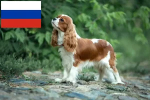 Přečtete si více ze článku Kavalír King Charles španěl chovatelé a štěňata v Rusku