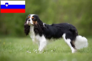 Přečtete si více ze článku Kavalír King Charles španěl chovatelé a štěňata ve Slovinsku