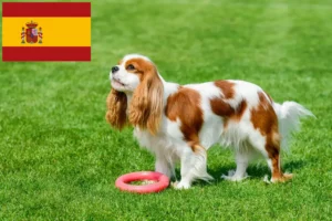 Přečtete si více ze článku Kavalír King Charles španěl chovatelé a štěňata ve Španělsku