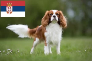 Přečtete si více ze článku Kavalír King Charles španěl chovatelé a štěňata v Srbsku