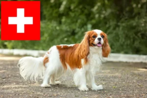 Přečtete si více ze článku Kavalír King Charles španěl chovatelé a štěňata ve Švýcarsku