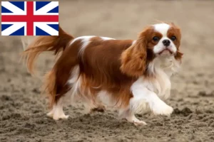 Přečtete si více ze článku Kavalír King Charles španěl chovatelé a štěňata ve Velké Británii