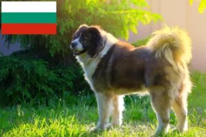Přečtete si více ze článku Kavkazský ovčák – chovatelé a štěňata v Bulharsku