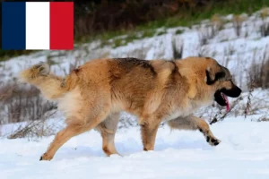 Přečtete si více ze článku Chovatelé kavkazských ovčáků a štěňat ve Francii