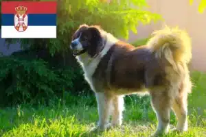 Přečtete si více ze článku Chovatelé kavkazských pasteveckých psů a štěňat v Srbsku