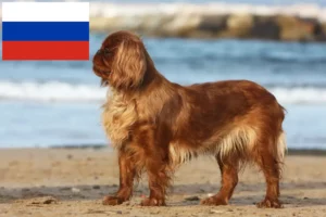 Přečtete si více ze článku Chovatelé King Charles španělů a štěňat v Rusku
