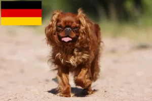 Přečtete si více ze článku Chovatelé King Charles španělů a štěňat v Německu