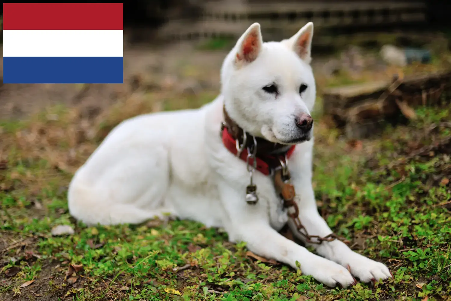 Kishu štěňata a chovatelé Nizozemsko Zde najdete chovatele kishu v Nizozemsku.
