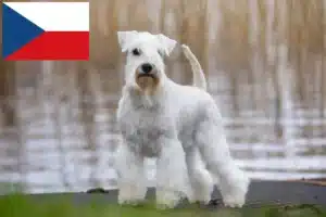 Přečtete si více ze článku Chovatelé kníračů a štěňat v České republice